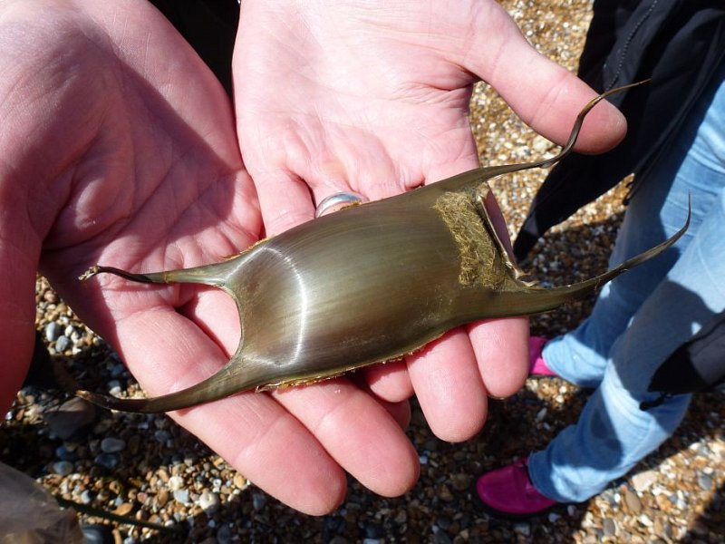 Mermaid's purses Sussex Wildlife Trust